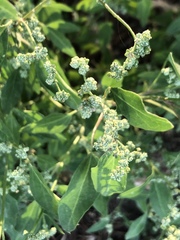 Chenopodium album