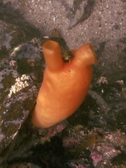 Halocynthia aurantium