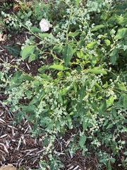 Chenopodium album