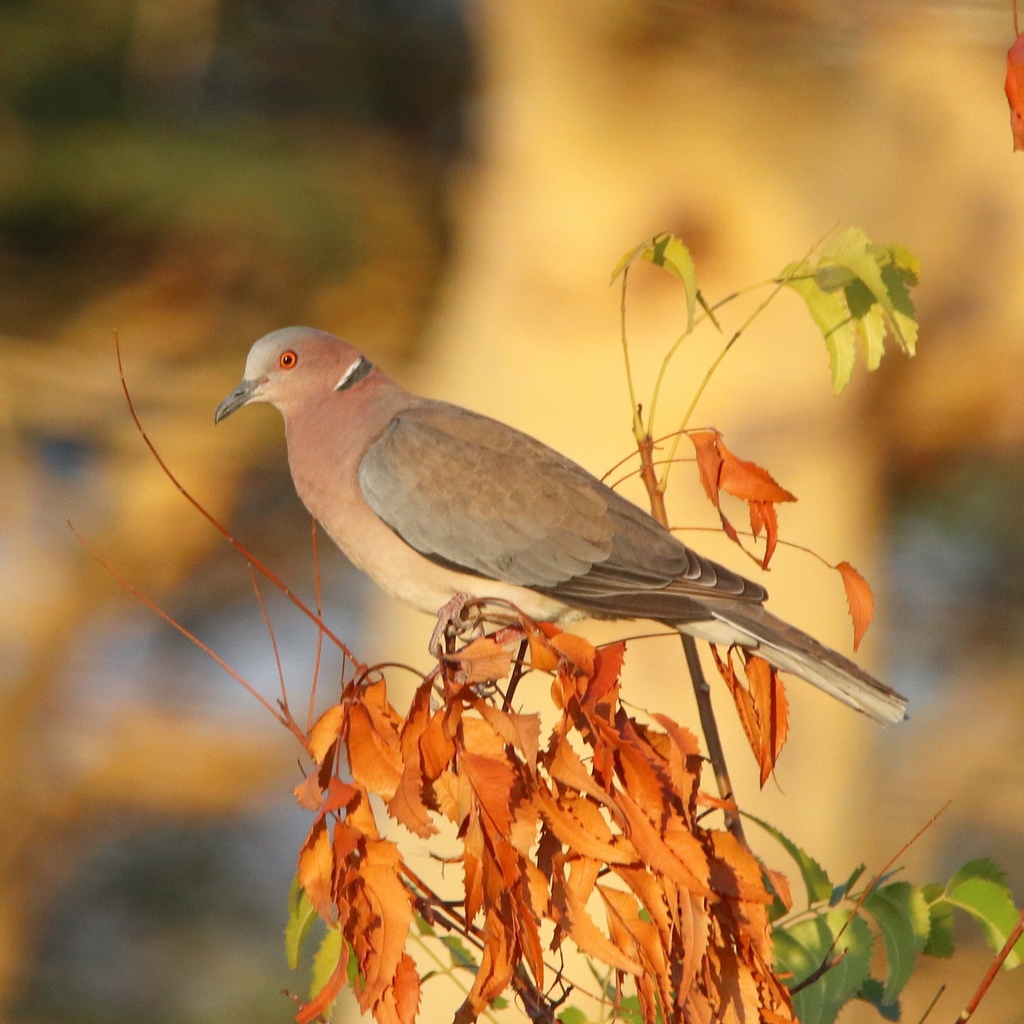 Island Collared-Dove