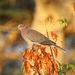 Sunda Collared-Dove - Photo (c) mwbirdco, some rights reserved (CC BY-NC), uploaded by mwbirdco