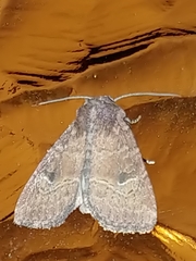 Protorthodes