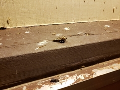 Apantesis williamsii