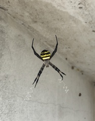 Argiope amoena
