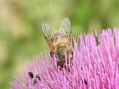 Photo of Haag's Bromeliad Fly (Copestylum haagii)
