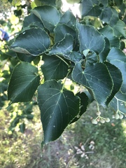Tilia cordata