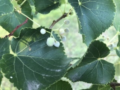 Tilia cordata