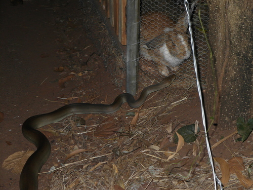 Photo of a Olive Python (Liasis olivaceus)
