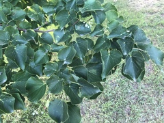 Tilia cordata