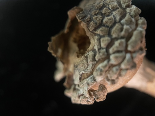 Chlamydopus meyenianus