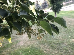 Tilia cordata