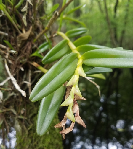 Epidendrum rigidum