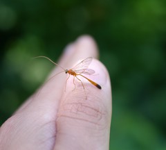 Enicospilus ramidulus