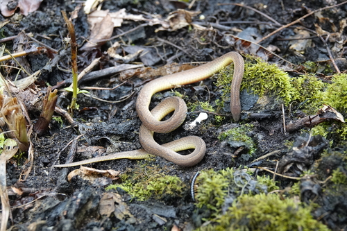 Photo of a Hallowell's Ground Snake (Atractus fuliginosus)