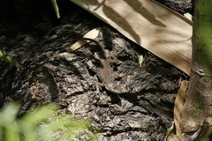 Sceloporus grammicus