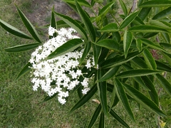 Sambucus peruviana