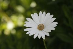 Dimorphotheca fruticosa