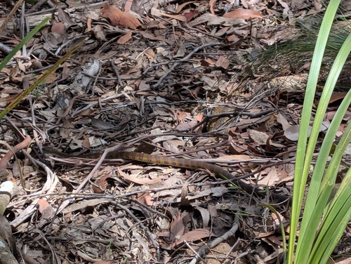 Tiger Snake sighting