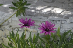 Dimorphotheca fruticosa