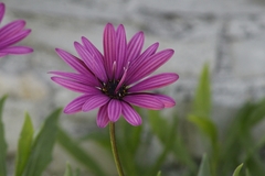 Dimorphotheca fruticosa