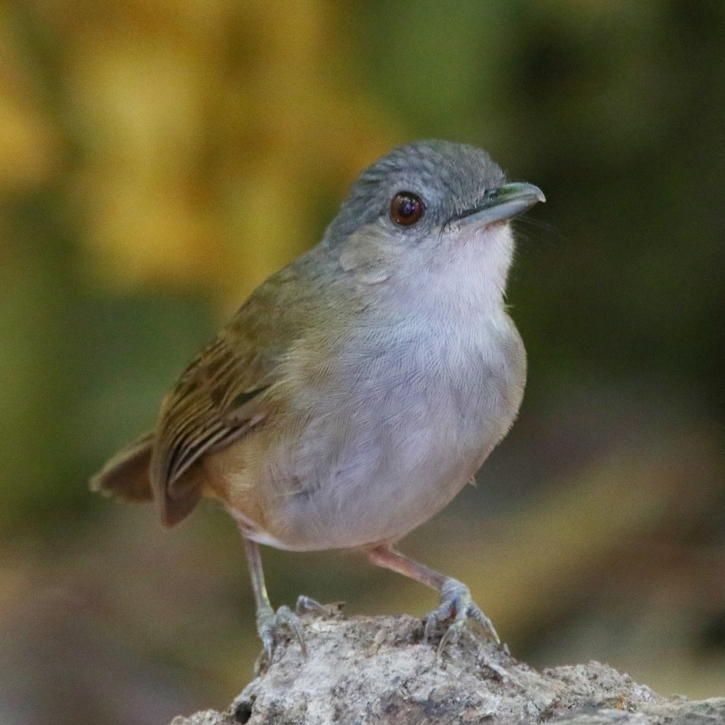 Horsfield's Babbler photo