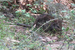 Potorous tridactylus