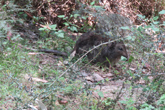 Potorous tridactylus