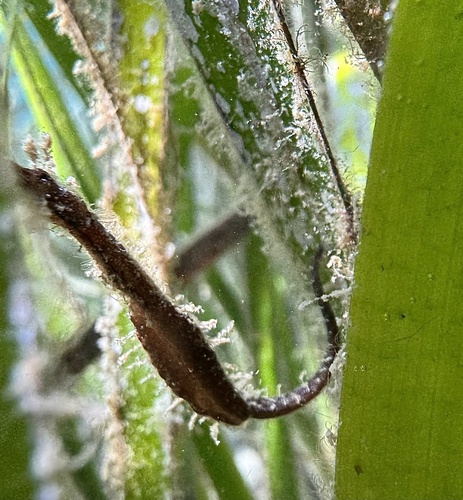 Hairy pipefish (Urocampus carinirostris) — Syngnathidae