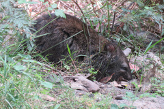 Potorous tridactylus