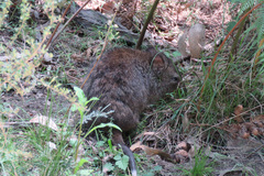 Potorous tridactylus