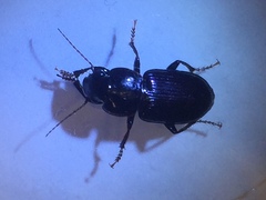 Harpalus amputatus