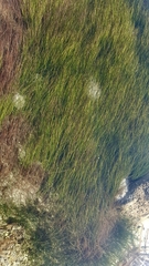 Syringodium filiforme