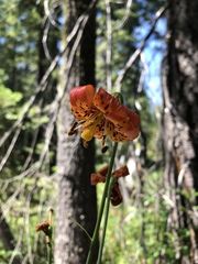 Lilium pardalinum shastense