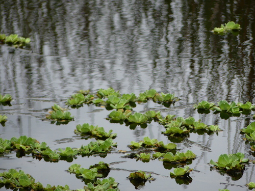 Pistia stratiotes observed 2025-02-17