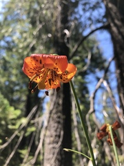 Lilium pardalinum shastense