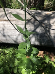 Lilium pardalinum shastense