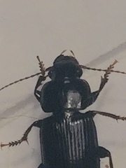 Harpalus amputatus