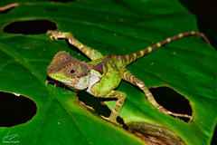 Acanthosaura lepidogaster