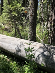 Lilium pardalinum shastense