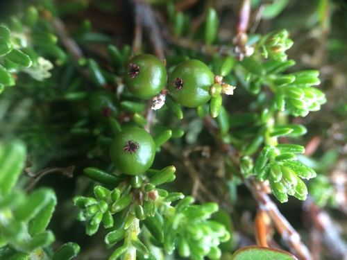 Image of Purple Crowberry (Empetrum atropurpureum) by no rights reserved