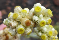 Pseudognaphalium sandwicensium