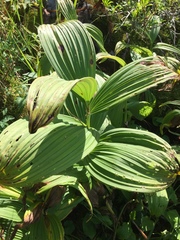 Veratrum viride
