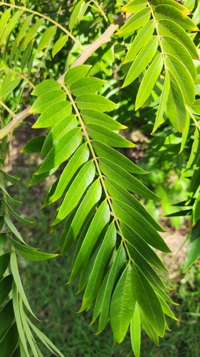 Canafístula