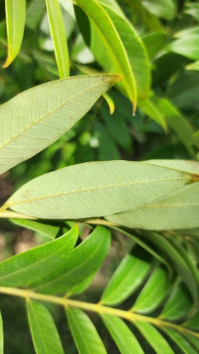Foto de Canafístula