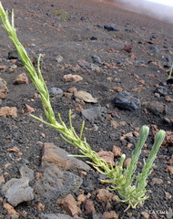 Pseudognaphalium sandwicensium