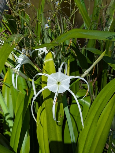 Hymenocallis littoralis observed 2025-02-16