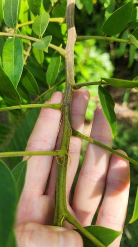 Foto de Canafístula