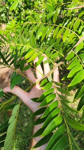 Foto de Canafístula