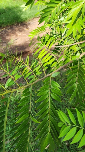 Foto de Canafístula