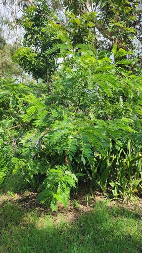 Foto de Canafístula